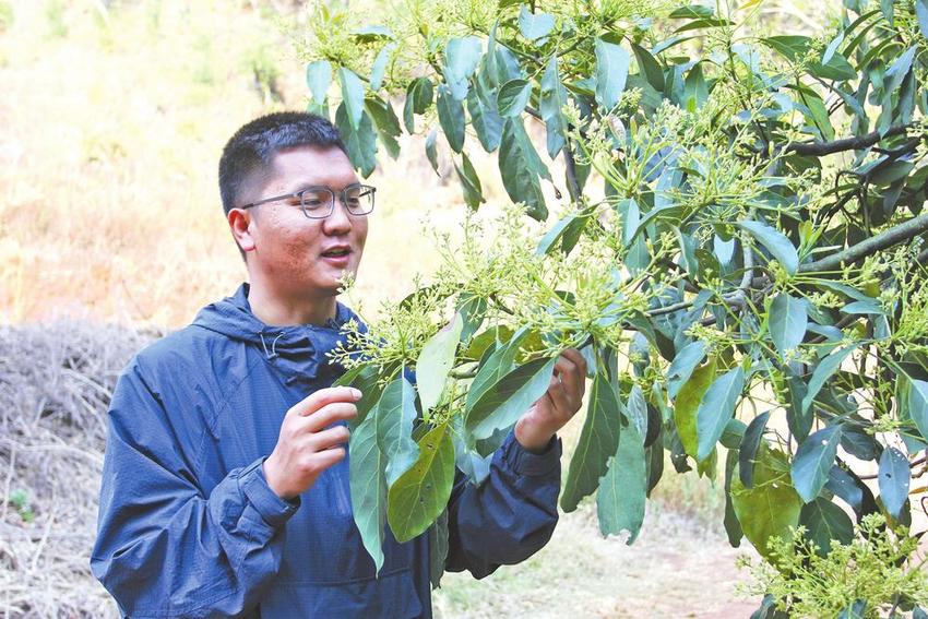 孟连牛油果花次第绽放