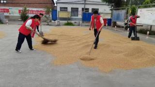 安阳城街道成立党员先锋队助困应急忙抢收103亩小麦