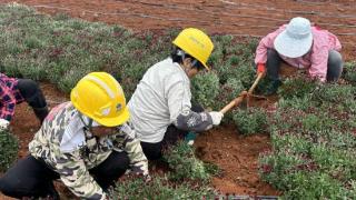 安徽东至：以菊为媒 助力文旅产业锦上添花