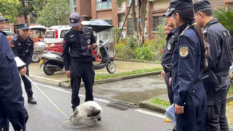 遂宁河东新区：城管规范犬只管理 共建和谐美好家园