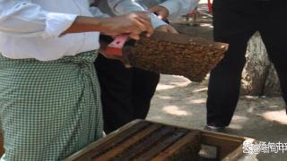 缅甸蜂蜜出口价格上涨，不少人抓住商机开始养蜂