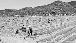 近日，宁县湘乐镇庞川绿色蔬菜标准化示范基地，村民在栽植辣椒。