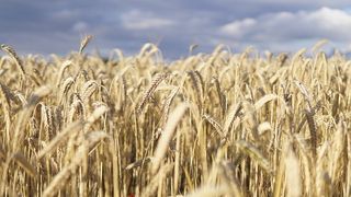 强化水稻病虫害防治 守好农民“粮袋子”