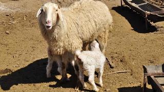 母羊缺乏维生素是什么表现？母羊缺乏维生素有什么危害？