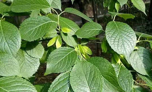 推荐一种植物，也是一种药材，它的名字叫“杜仲”