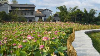 美丽重庆⑨丨治乡：云雾花涧 打造巴蜀美丽庭院示范样板