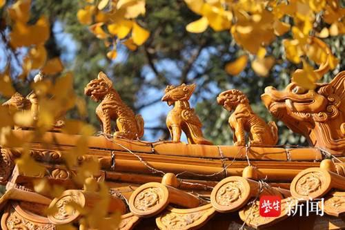 南京明孝陵的一抹秋色斑斓