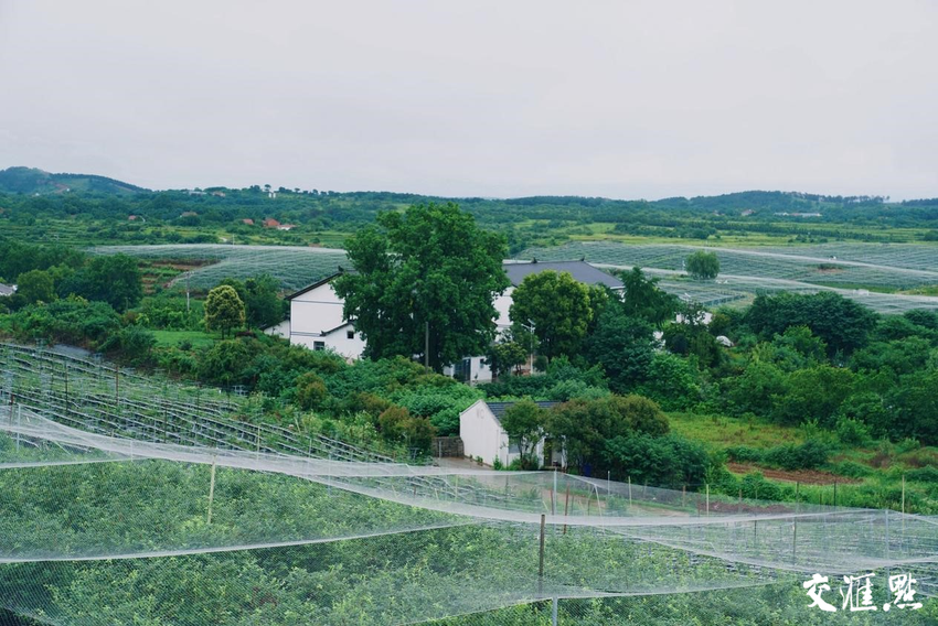 奋进中国 大江澎湃｜一颗蓝莓撬动亿级产业链，团山村上演“蝶变记”