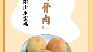 味蕾上的江苏·本土美食志 日历 | 阳山水蜜桃：“水做的骨肉”