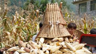 贵州纳雍：乐咪营村千亩玉米丰收