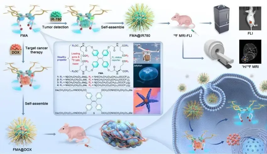 中国科学院成功开发 19F MRI “分子无人机”：药物精准递送