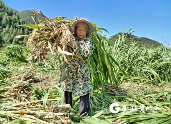 沿河七三村：高粱喜丰收 田间忙采收