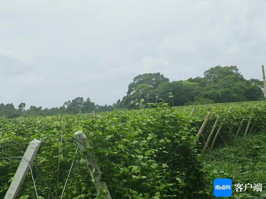 儋州东成镇高荣村：路靓灯亮 项目跟着来了