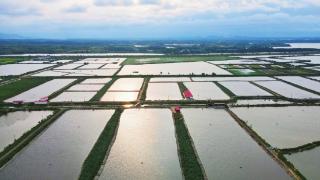 【云遇丰收节·和美乡村庆丰收】鄱阳湖畔鲫鱼肥