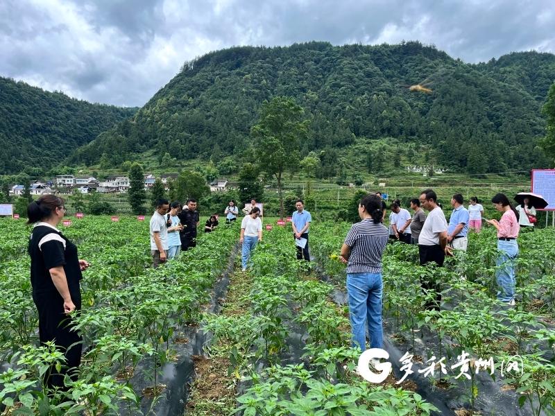 务川：“增减”和弦奏响提质增效强音