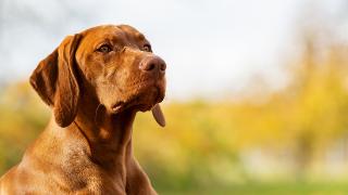 智利研制出犬用绝育针，注射后可保证狗狗一年内处于绝育状态