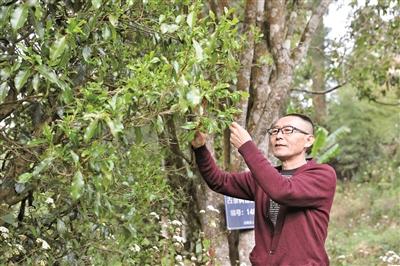 守护古茶树的那些人和事（身边人 身边事）