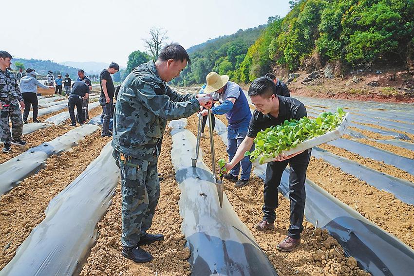 峨山掀起烤烟移栽热潮