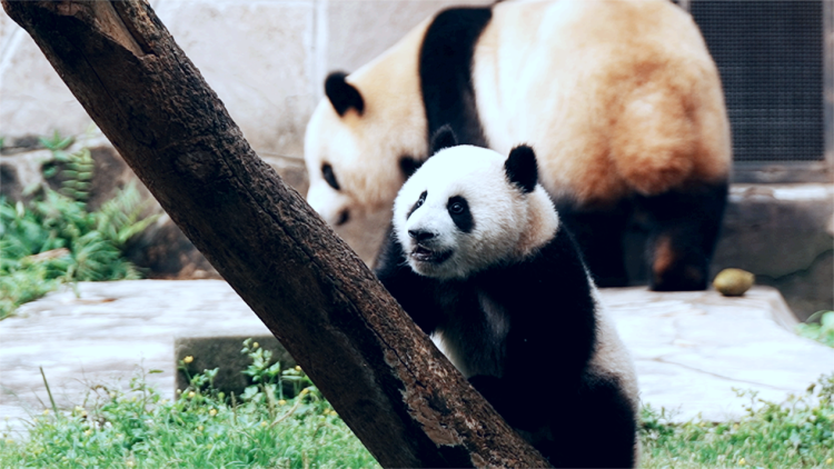 长安启源认养国宝熊猫莽灿灿，车圈大公子上线！