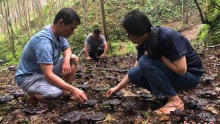 林下灵芝开 江西安远撑开村民“致富伞”