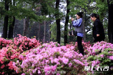 长沙省植物园450亩拥有国内外杜鹃属植物盛花期