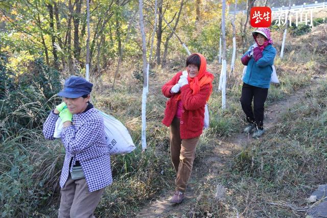 南云台林场：抢农时，施足肥，确保来年春茶有个好收成