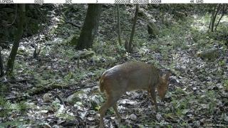 金雕、红白鼯鼠、小麂野等各类野生动物现身赛武当