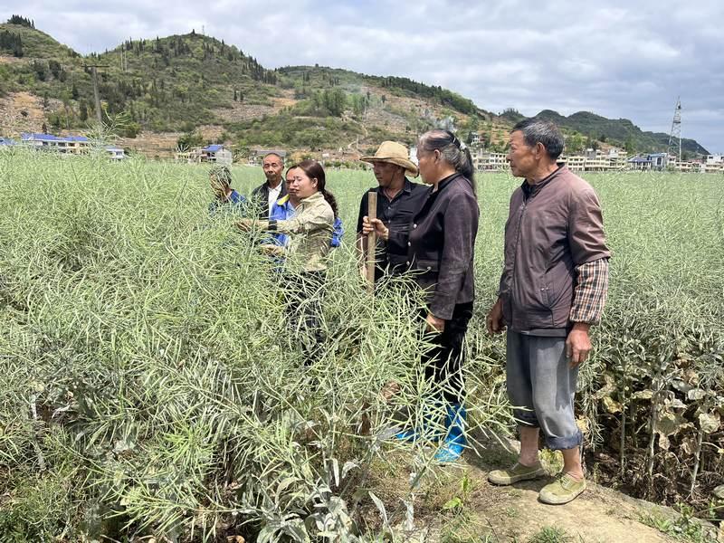 仁怀：农机农技为油菜生长“保驾护航”