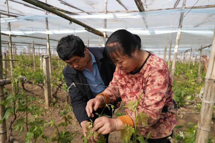 河北青县：葡萄园春意浓 农人管护忙