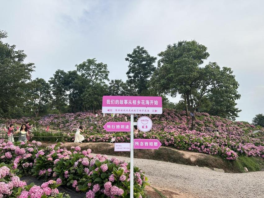 夏日颜值担当登场 惠水百亩绣球花等你来打卡