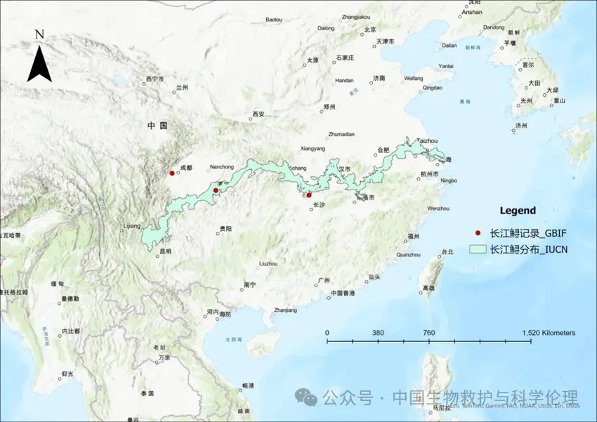 中国长江流域特有的珍稀鱼类，水中大熊猫—长江鲟