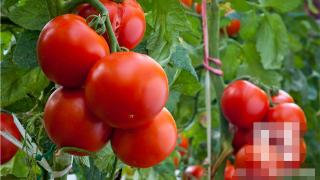 酸牛奶番茄具备什么作用和功效