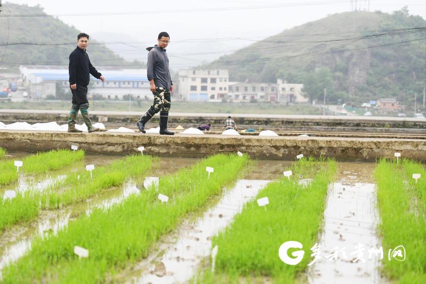 山乡巨变——主题教育为引 贵州探索山区特色乡村振兴之路