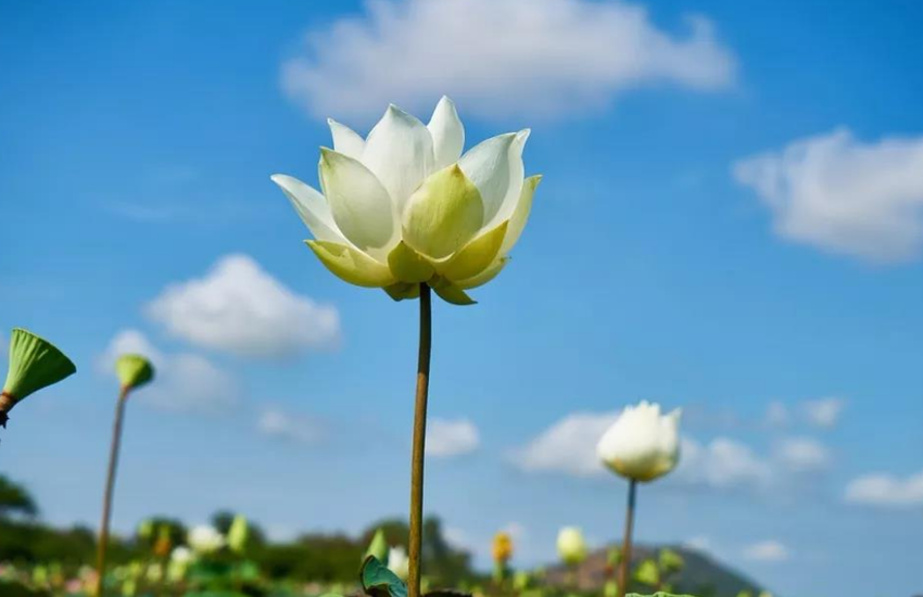 格局大，命自然就好；格局小，命自然坎坷