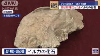 日媒：日本群马县宣布发现迄今最古老白鱀豚科化石