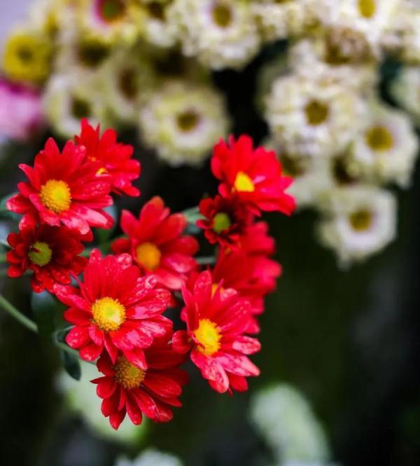 一家人精心呵护“繁花”梦想花园已成真