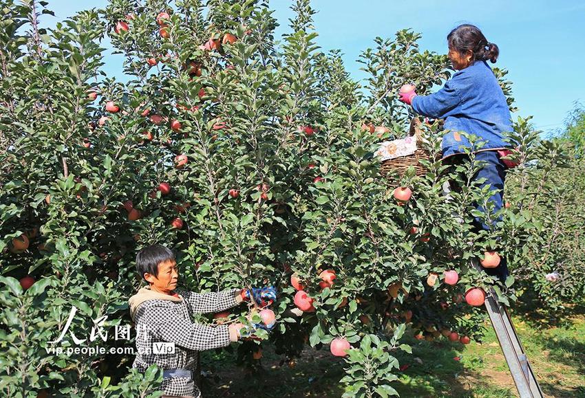 河北玉田：采摘苹果