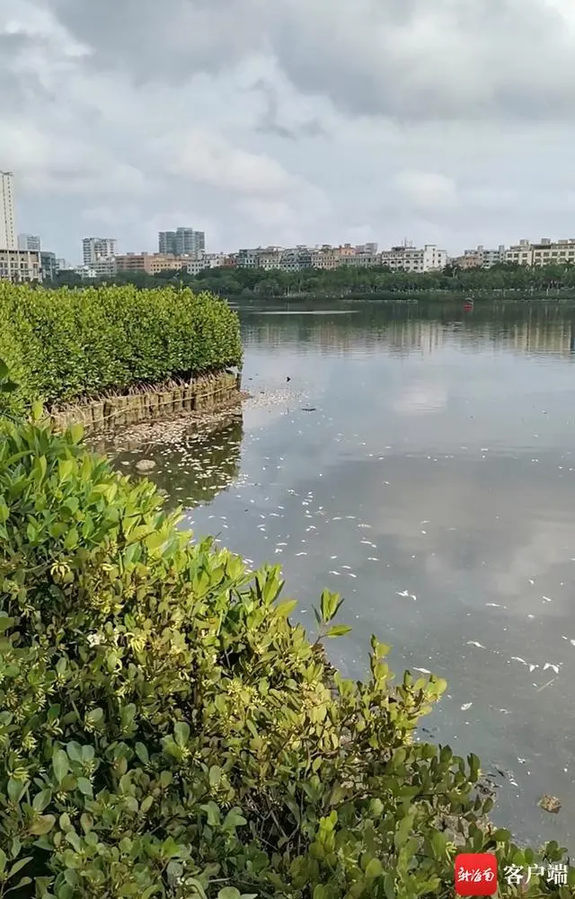 已捞出约8吨！海口红城湖现大量死鱼，原因披露