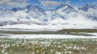 新疆伊犁那拉提“空中草原”顶冰花绽放