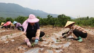 玉米套种广藿香 村民增收有妙方