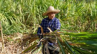 赣州蓉江新区：传承“甜蜜”技艺 古法红糖香飘古今