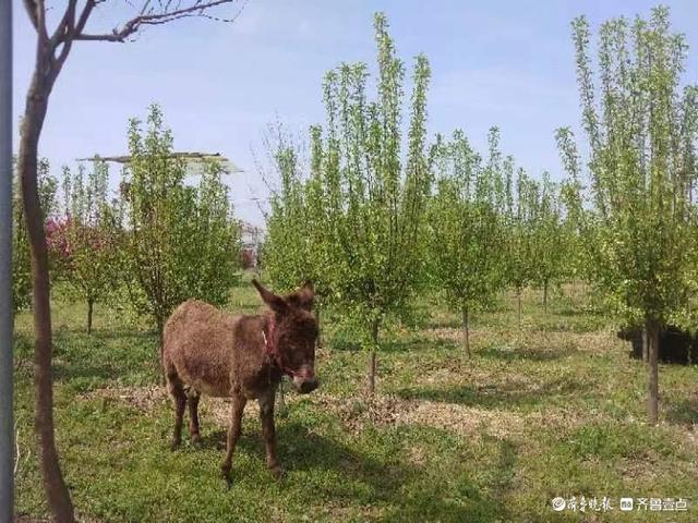 绿禾庄园田园风光 看看吧