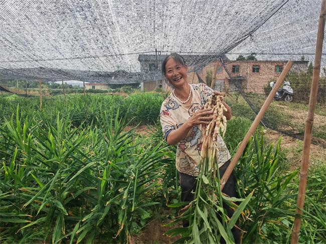 泸州泸县牛滩生姜走出国门