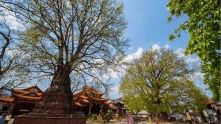 云南“树包塔”：370年古树扎根塔顶，树根缠塔身，鸟群聚树上叫