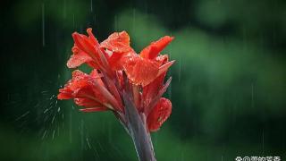 下雨的世界，让人不禁侧眸低眉，惦念那些远去的流年