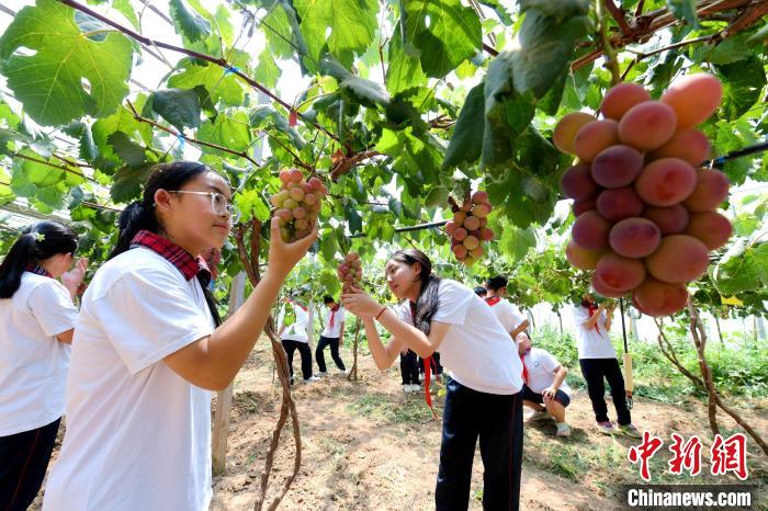 河北饶阳：田间当课堂 农耕研学忙