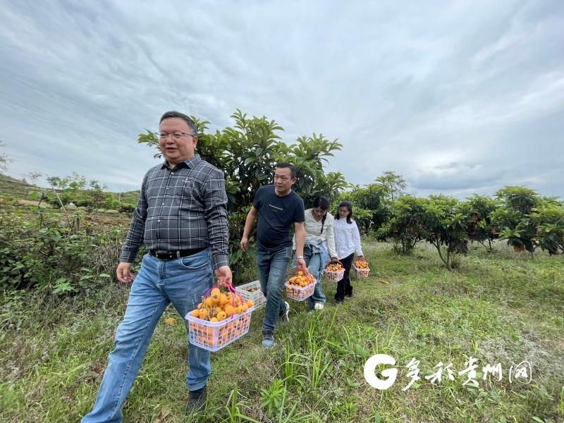 果树认购 让晴隆长流在产业振兴路上跑出加速度