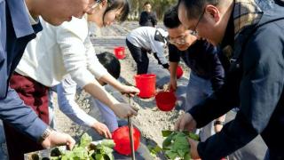 “课堂+田间”教学 福建中烟开展烟叶移栽产教一体化实训