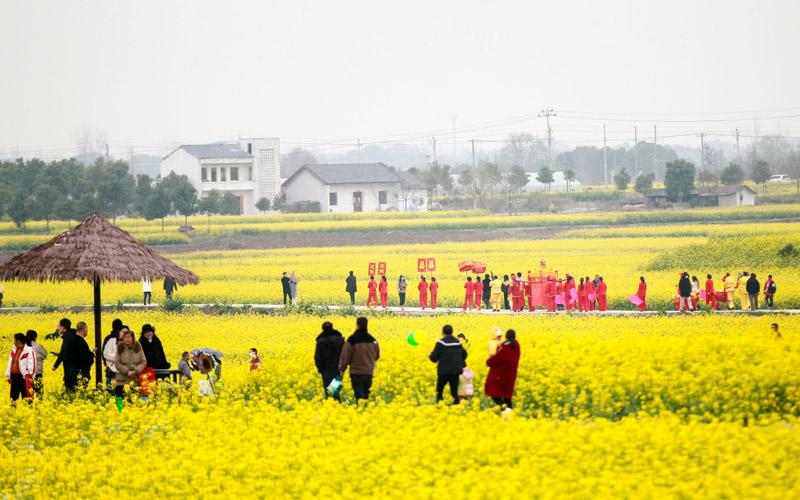 湖北荆门：油菜花开迎客来