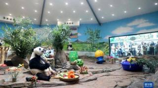 大熊猫“刚刚”庆6岁生日